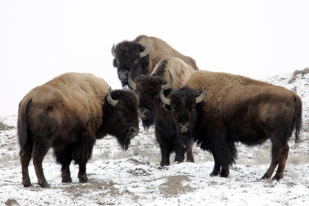 A group of bison stood in the snow