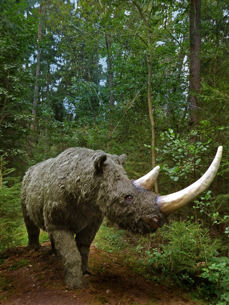 Lifelike sculpture of wooly rhino walking forwards through a woodland