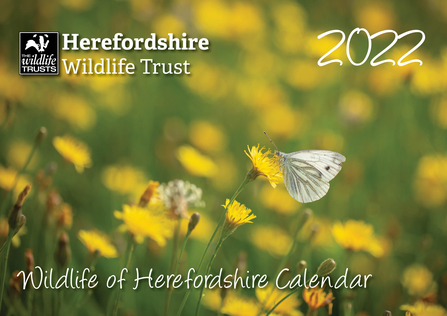 Cover of calendar with photo of white butterfly amongst yellow flowers