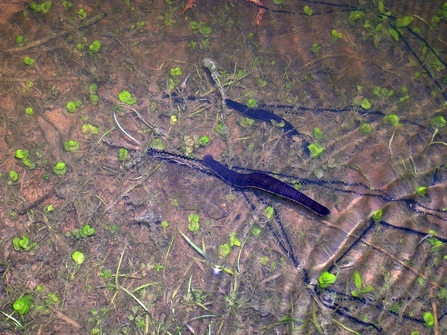 Dark leeches in shallow water