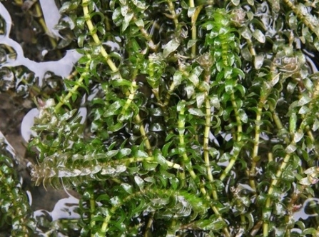 Close up of green weed in water
