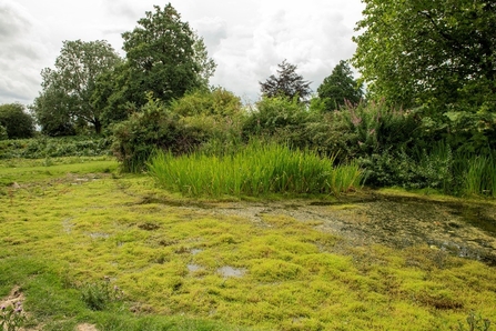 Pond covered in bright green weed with some rush-type grass in the centre and trees in the background