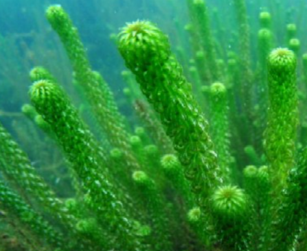 Green columnular spikes of green weed under water