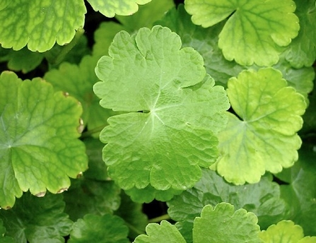 Close up of green, round leaves with indented edges