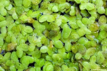 Close up of tiny weed leaves in water