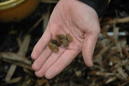 Small brown pebble-like objects in an open hand