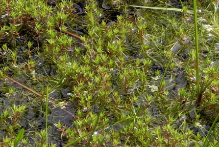 Close up of green weed in a pond