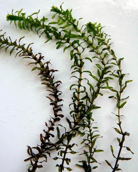 Stems of green waterweed laid on a white surface