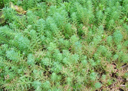 Close up of green spikes of vegetation with lots of little leaves on their main stems.