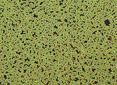 Close-up of green weed on dark water surface