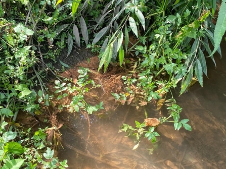 Brownish water with leaves overhanging