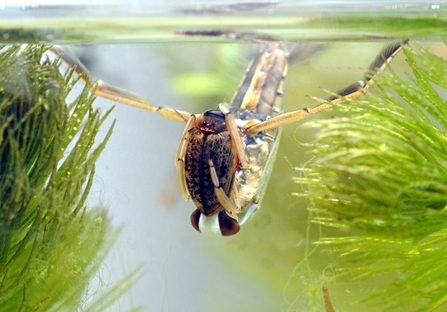 Two beetles in water with surrounding vegetation