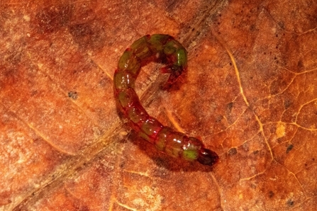 Short red worm against orange leaf