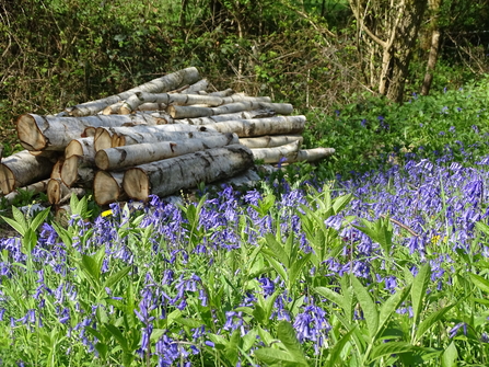 In the foreground a carpet of bluebells with some cut logs in the background 
