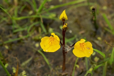 Yellow flower above dark, weedy water