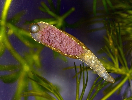 Long pink and grey leech in water