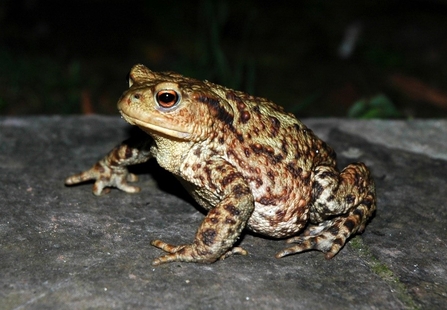 Large toad sat on grey stone in the dark