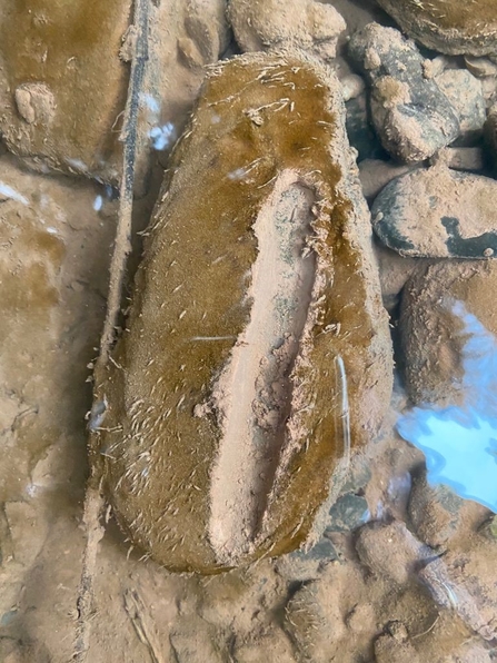 Stone covered in brown sludge with line drawn through the sludge.