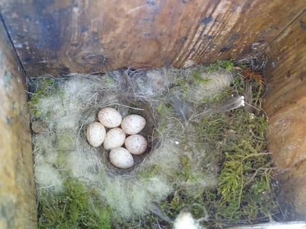 A cluster of Great Tits eggs within a nest in a wooden box 