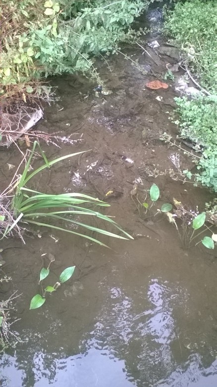 Small stream running between vegetated banks