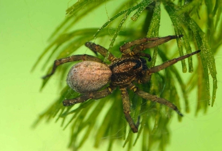 Spider on green foliage