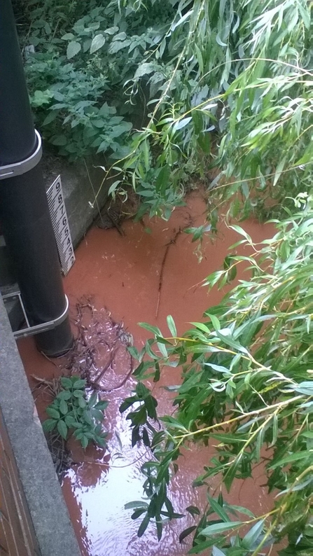 View down into brown water with overhanging vegetation