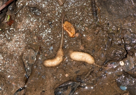 Two white maggots with 'tails' in mud