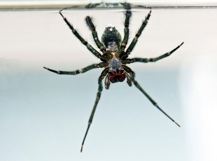 black spider suspended in water