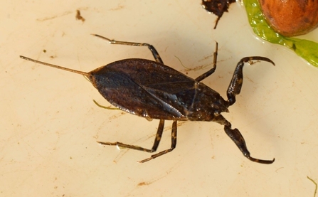 Brown beetle-like insect in tray of water