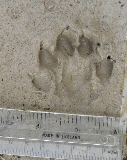 Otter print