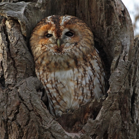 Tawny owl