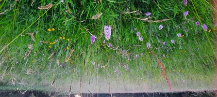 Quebb Corner Meadow orchids