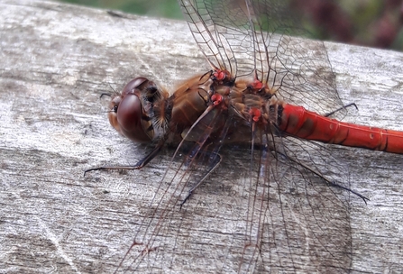 Parky Meadow Common Darter