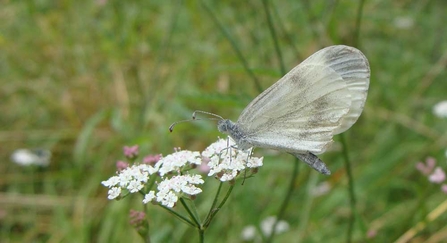 Wood white butterfly at Rudge End