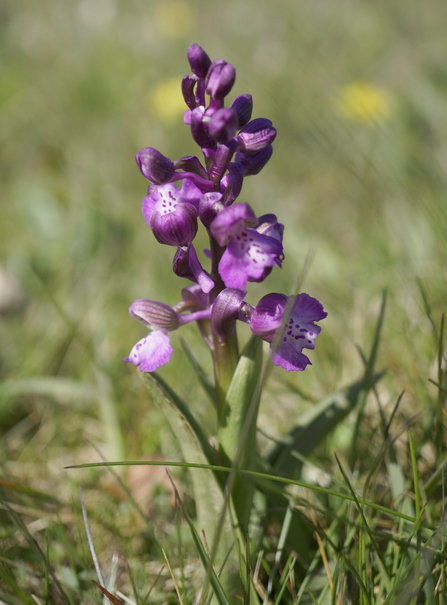 Ernle Gilbert green winged orchid (c) David Lovelace