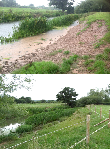 Top image of very muddy river bank; below image shows same location with a fence at the top of the bank and green vegetation covering the bank.