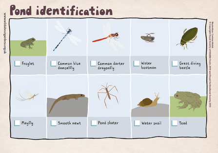 Pond Identification sheet with illustrations of 10 species