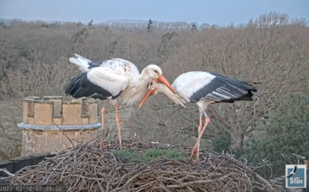 Two large white birds stood on a nest of twigs
