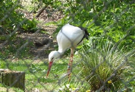 Large white bird in a grassy, shrubby area, viewed through a wire fence