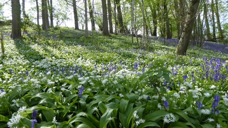 Woodland carpeted in white and blue flowers with shafts of sunlight
