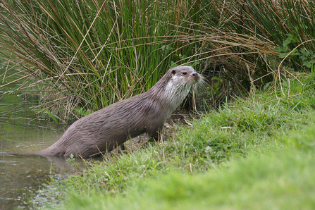 Otter at Bodenham Lake