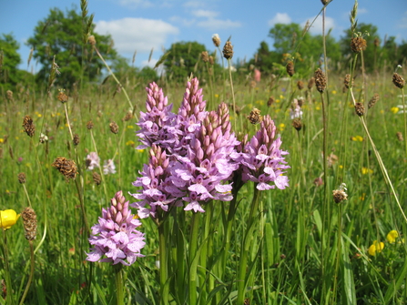 Common spotted orchid