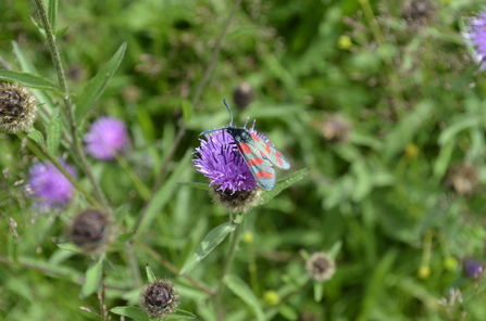 Knapweed and six-spotted burnet moth
