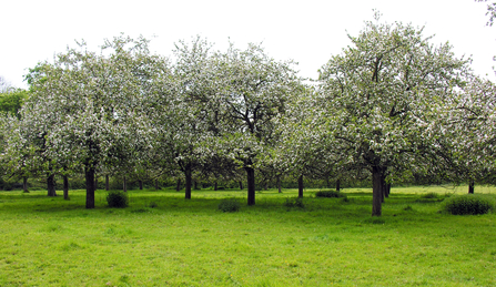 Trees in blossom