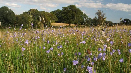 A meadow with wild flowers and butterflies 