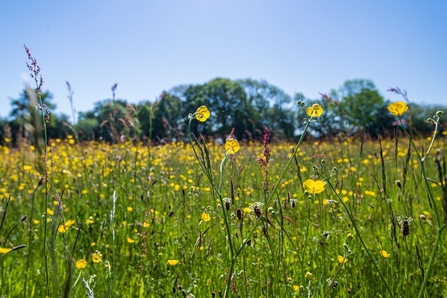 Birches Farm meadow