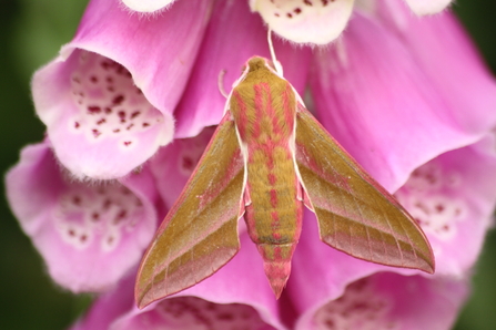 An elephant hawk-moth perched on the pink, tubular flowers of a foxglove. It's a large, olive-green moth with pink stripes