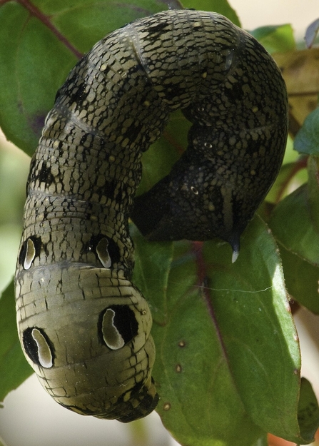 Elephant hawk-moth  The Wildlife Trusts