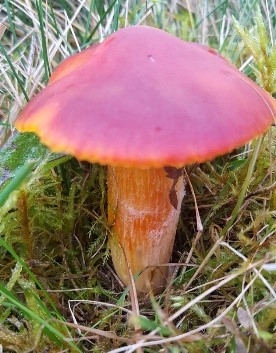 Fibrous waxcap