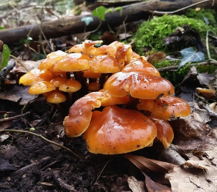 Waxcap at White Rocks